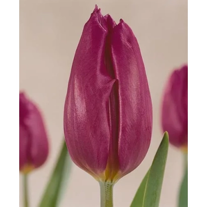 Tulip Van der Neer in bloom