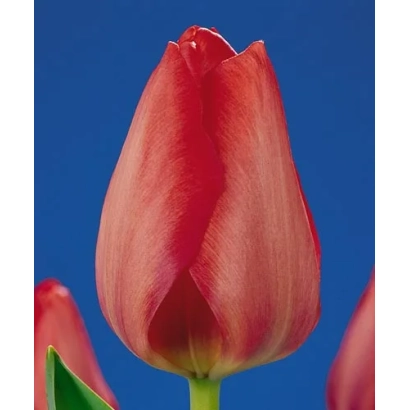 Красный тюльпан на синем фоне - Ван Эийк