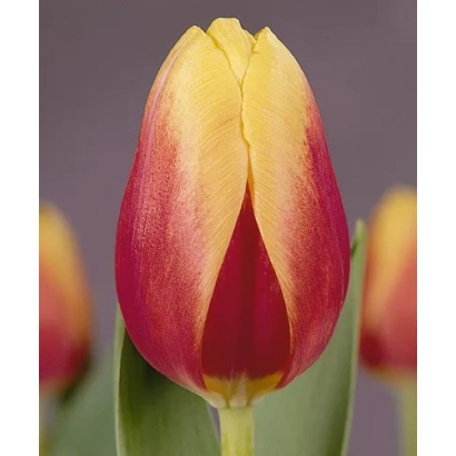 Тюльпан Ван Нелле Традіціонал на фіолетовому фоні