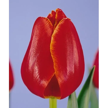 Червоний тюльпан на фіолетовому фоні - Веранди