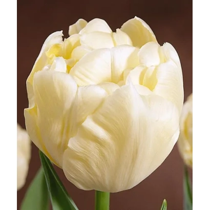 Білий тюльпан сорту Верона