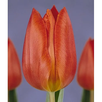 Red-orange tulip on purple background - Veronique Sanson