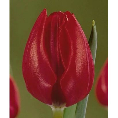 Red tulip variety Victor Mundi on green background
