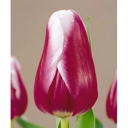 Тюльпан сорту Victory Maid на фоні - Вікторі Майд