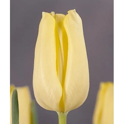 Жовтий тюльпан на сірому фоні - Віола Hолт