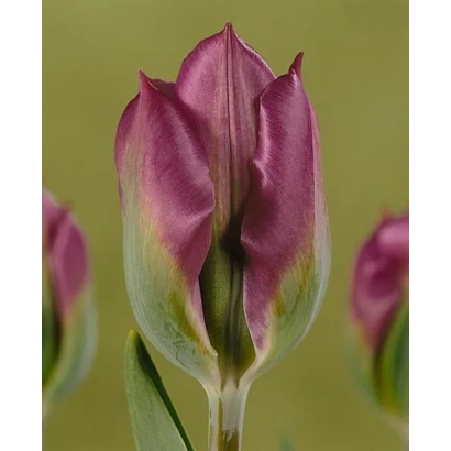 Tulip variety Violet Bird against green background