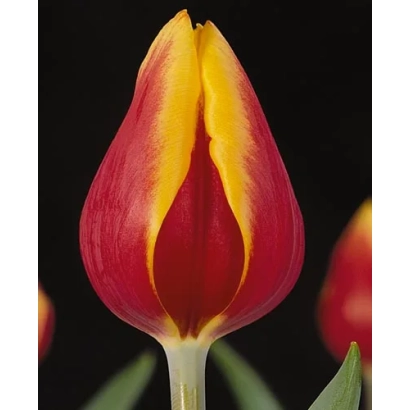 Tulip variety Virginia on black background
