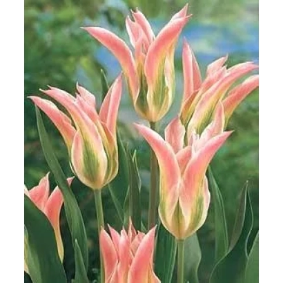 Tulips Virichic against green foliage