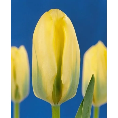 Yellow tulips on a blue background - Viridiflora