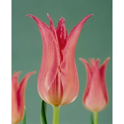 Tulips Virily Pink on green background