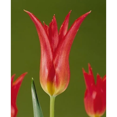 Red tulip Virily Red on green background