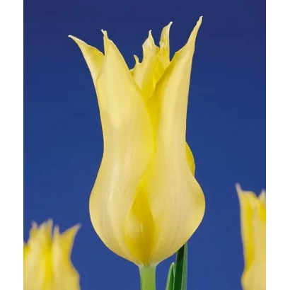 Yellow tulip on blue background - Virily Yellow