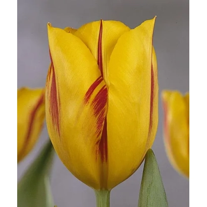 Желтый тюльпан с красными полосами - Wашингтон