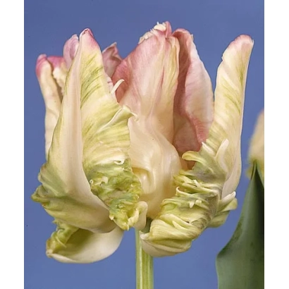 Tulip variety Weber's Parrot on blue background