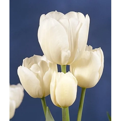 White tulips on a blue background - Weisse Berliner