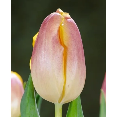 Pink-yellow tulip against green foliage - Wendy Love