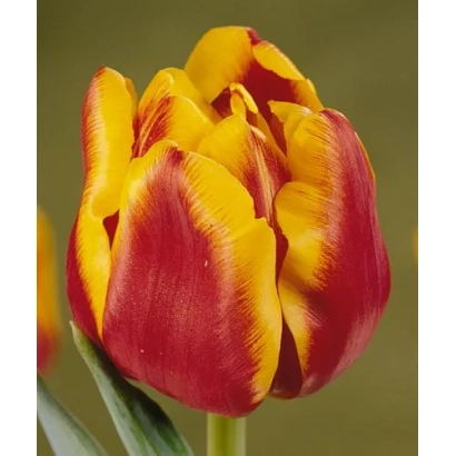 Tulip variety West Frisia