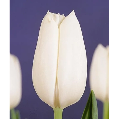Белые тюльпаны на фиолетовом фоне - Whитэ Цасцадэ