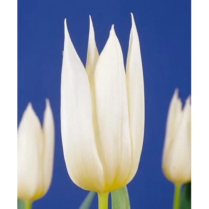 Белые тюльпаны на синем фоне - Whитэ Чристмас