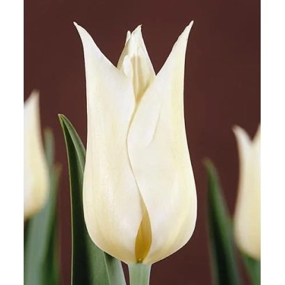 Белый тюльпан на темном фоне - Whитэ Элэганцэ
