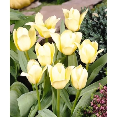 Желтые тюльпаны на фоне зелени и камней - Whитэ Фирэ