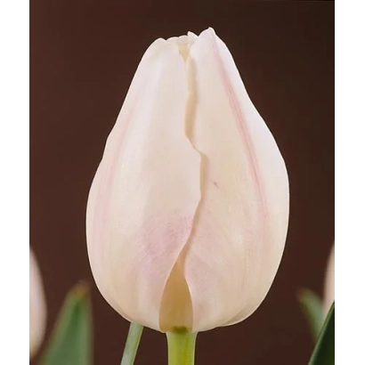 Белый тюльпан сорта White Flight - Whитэ Флигhт