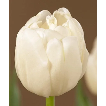 Белый тюльпан сорта White King на коричневом фоне - Вхите Кинг