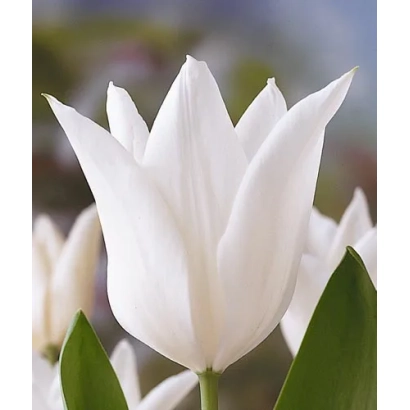 Белый тюльпан сорта Вхите Трюмпхатор на фоне других цветов