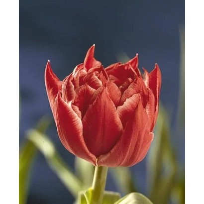 Красный тюльпан сорта Виллемсоорд на фоне зелени