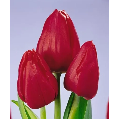 Три красных тюльпана на фиолетовом фоне - Вилли Вонг