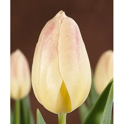 Тюльпан сорта Винтерберг на фоне других цветов - Wинтэрбэрг