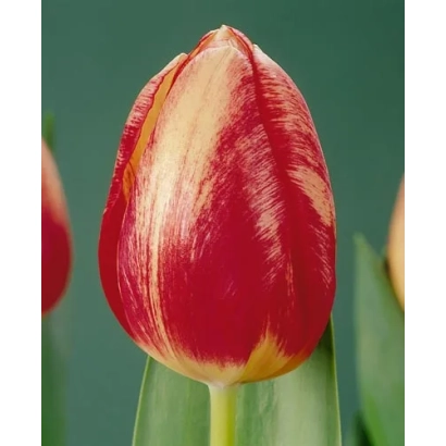 Крупный план красного тюльпана с желтыми прожилками на зеленом фоне - Wинтэрбэрг Элитэ