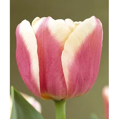 Тюльпан Вироса — розово-кремовый цветок на фоне