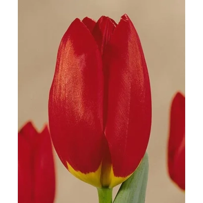 Красный тюльпан на светлом фоне - Вислеи