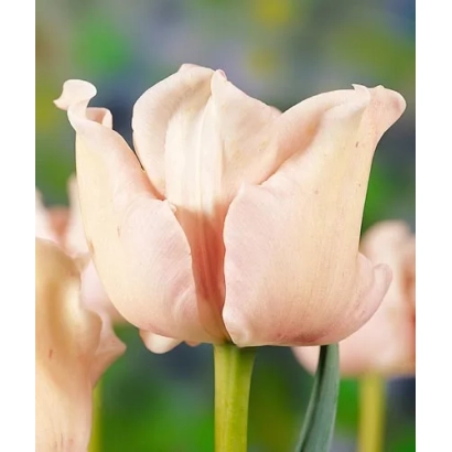 Pink tulips on a blurred background - Witty Picture