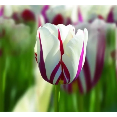 Тюльпаны сорта World Expression на фоне зеленого поля - Wорлд Эxпрэссион