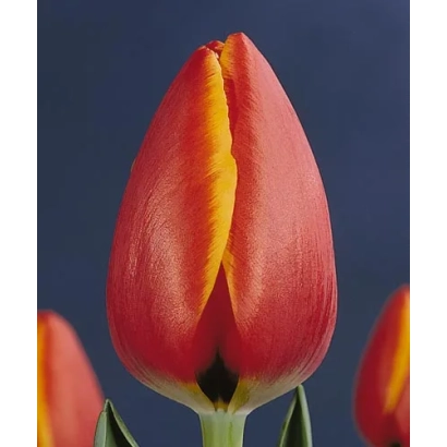 Красно-оранжевый тюльпан на синем фоне - Wорлд'с Фавоуритэ