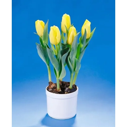 Желтые тюльпаны в белом горшке на синем фоне - Ьэллоw Цаб