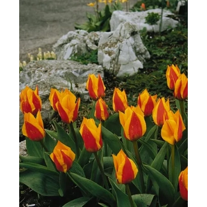 Тюльпаны Yellow Dawn на фоне камней и зелени - Ьэллоw Даwн