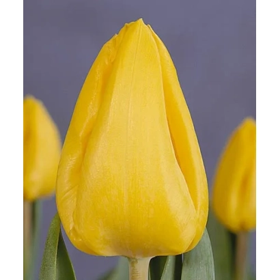 Желтый тюльпан на фиолетовом фоне - Ьэллоw Флигhт