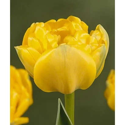 Желтый тюльпан сорта Yellow Pomponnet на фоне зелени - Ьэллоw Помпоннэт