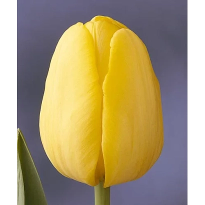 Желтый тюльпан - Ьэллоw Прэсэнт