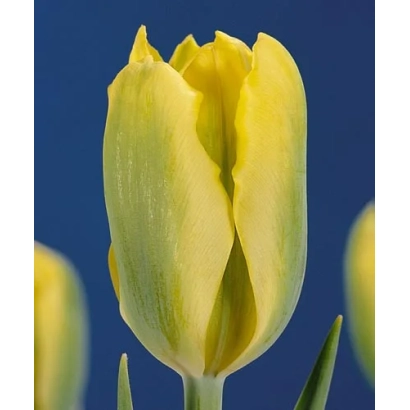 Желтый тюльпан на синем фоне - Ьэллоw Спринггрээн