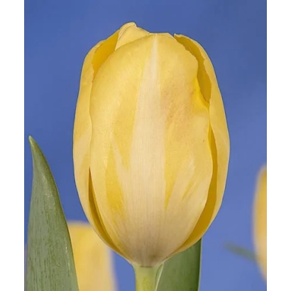 Желтая тюльпана на синем фоне - Ьэллоw Стар