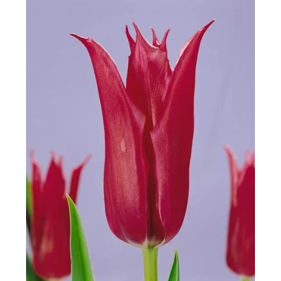 Красный тюльпан на фиолетовом фоне - Ьури Долгорукиь