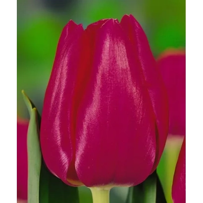 Крупный план ярко-розового тюльпана - Ьвоннэ