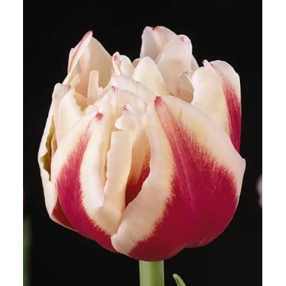 Тюльпан сорта Зизаниэ на чёрном фоне