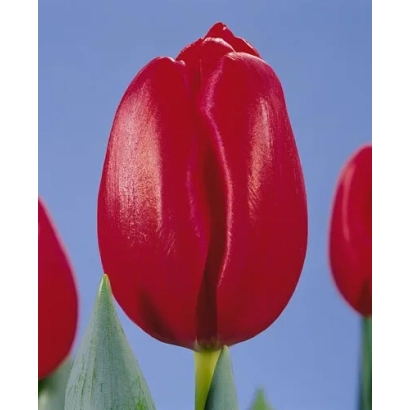 Красный тюльпан сорта Зорро на фоне голубого неба