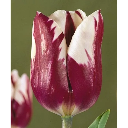 Тюльпан сорта Зурэл с красно-белыми лепестками на зелёном фоне