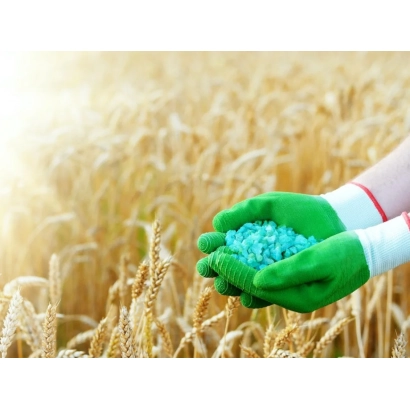Руки в зеленых перчатках держат синие гранулы удобрения на фоне пшеничного поля - Органично-минеральне удобрение «Агросол жидкией»